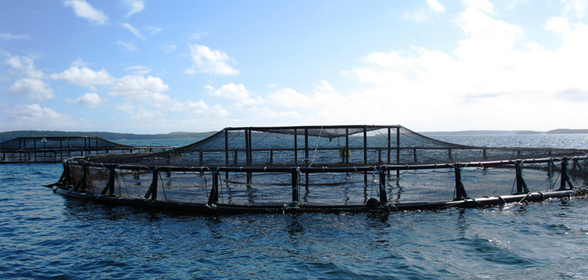 Scottish aquaculture companies have begun to adopt Scotload’s specialised load-analysing links on their nets to compliance with industry lifting regulations.